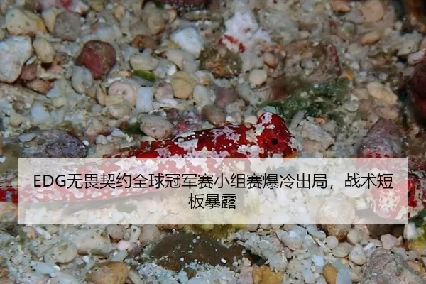 EDG无畏契约全球冠军赛小组赛爆冷出局，战术短板暴露
